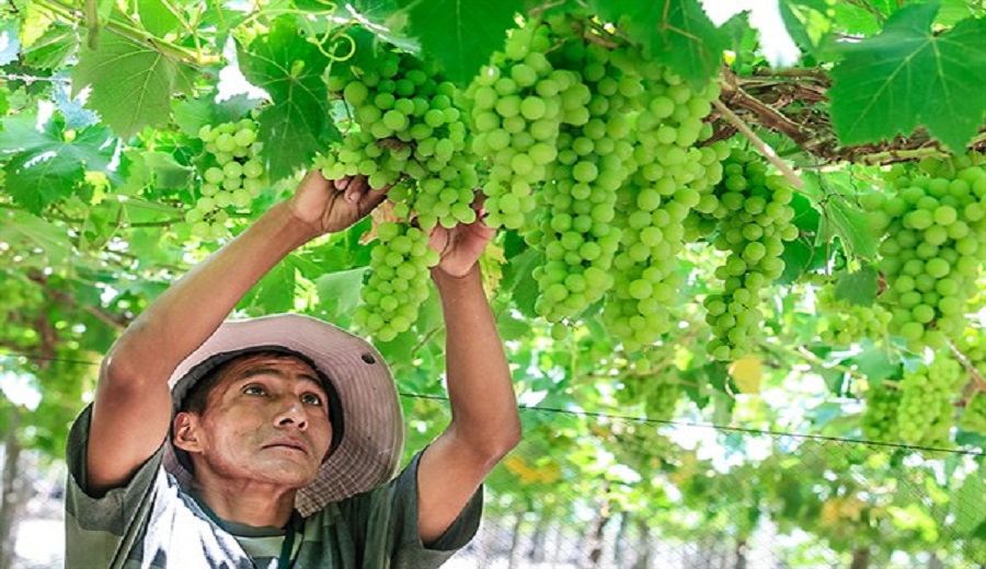 Agroexportaciones de regiones crecen 26.2%