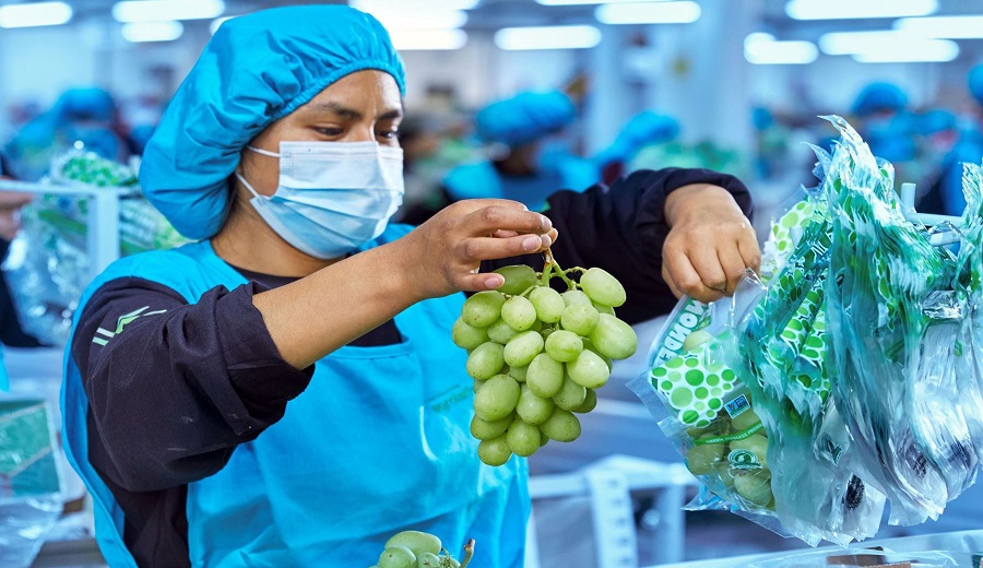 Agroexportaciones peruanas crecieron 24 % y superaron los US$ 4,500 millones hasta mayo de 2025