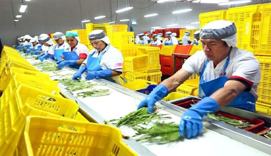 Agroexportaciones peruanas superan los 4,500 millones de dólares hasta mayo