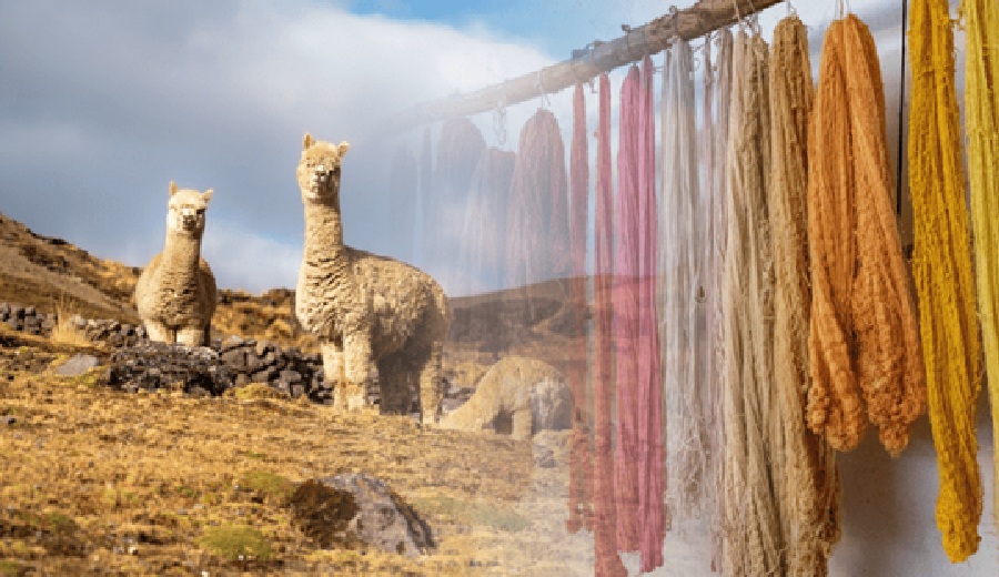 Exportaciones de fibra de alpaca superan los US$88 millones con alza de 9,1% en 2025