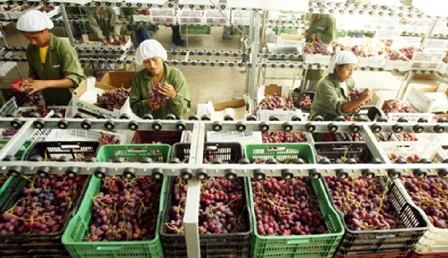 Frutas peruanas superan los US$2.300 millones en exportaciones gracias a fuerte demanda de uvas, paltas y mangos