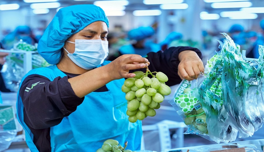 Gobierno logra un nuevo acceso Uva peruana ingresará al mercado de Israel