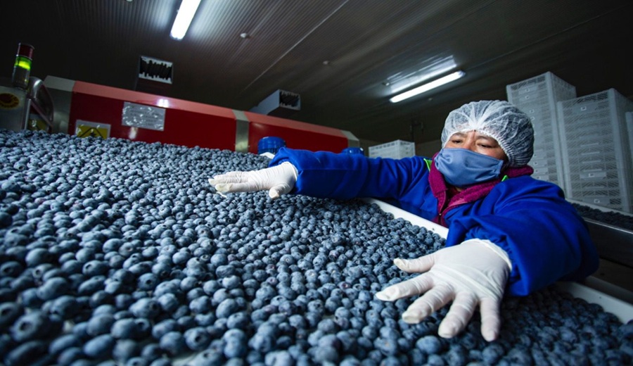 Gobierno reafirma compromiso con el desarrollo agrario en el Mensaje a la Nación de Fiestas Patrias