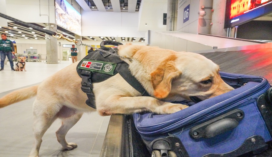 MIDAGRI Brigada canina del SENASA resguarda la sanidad agraria del país en Aeropuerto Internacional Jorge Chávez
