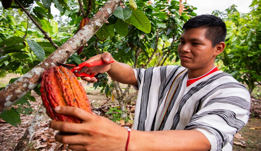 MIDAGRI El Perú es el octavo exportador mundial de cacao en grano, cuna de origen del producto y poseedor de diversidad genética