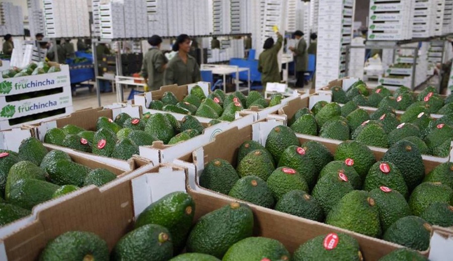 MIDAGRI El oro verde peruano conquista el mundo con 433 mil toneladas exportadas en seis meses