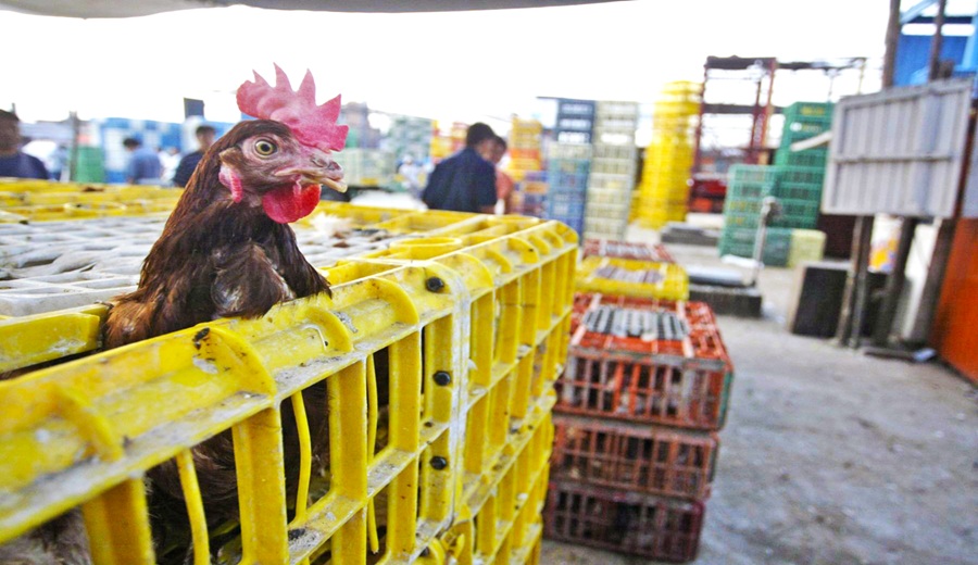 MIDAGRI Precio del pollo vivo se mantiene en S 6.20 el Kilo en centros de distribución de Lima
