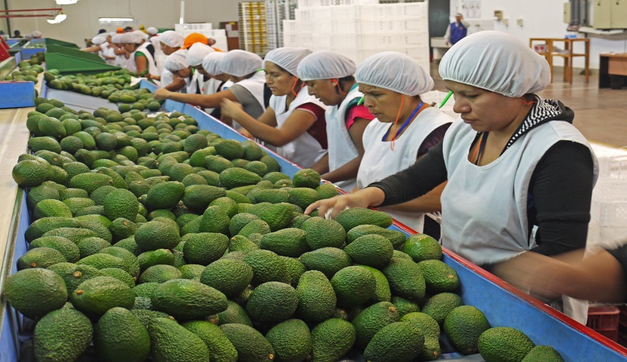 MIDAGRI regiones de selva y costa lideraron agroexportaciones a mercados internacionales
