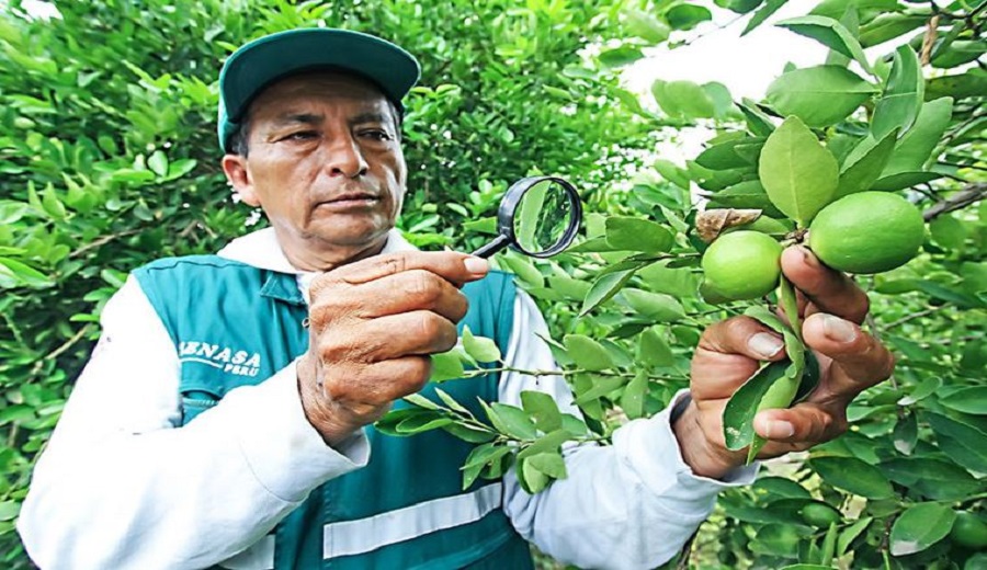 Más de 100 mil toneladas de cítricos se exportaron en los primeros cinco meses del año