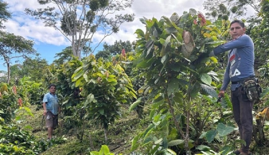 Más de S 46 millones han sido reconocidos para indemnizar a productores agrícolas gracias al Seguro Agrícola SAC