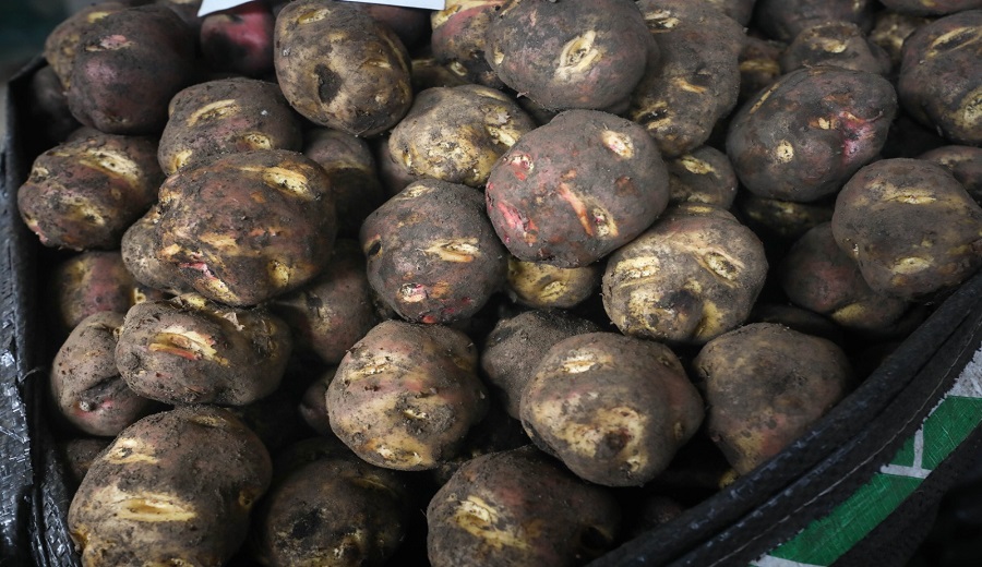 Midagri bastante oferta entre verduras y frutas; papa y mandarina a precios bajos