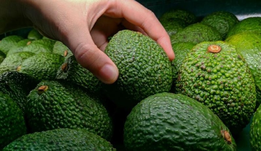 Nuevos estándares de calidad para la palta esto es lo que debes saber