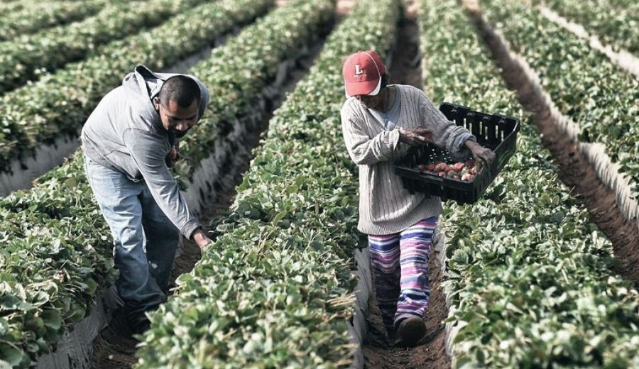 PERUCÁMARAS Nueva Ley Agraria impulsará ingresos por más de S12 mil millones al año
