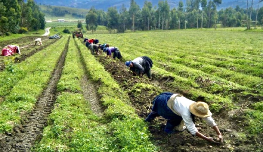 Pago de bonos agrarios Comisión del Congreso reitera aprobación de dictamen