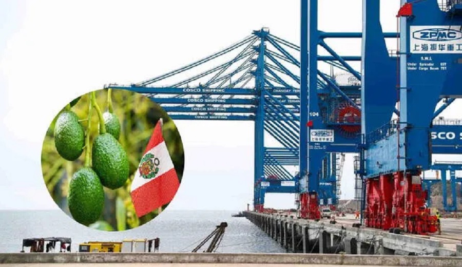 Palta lidera exportaciones desde el Megapuerto de Chancay; China es el principal destino comercial