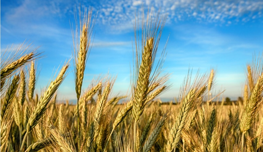 Panorama Agrícola de la UE en 2025 repunte en cereales y caída histórica en el vino