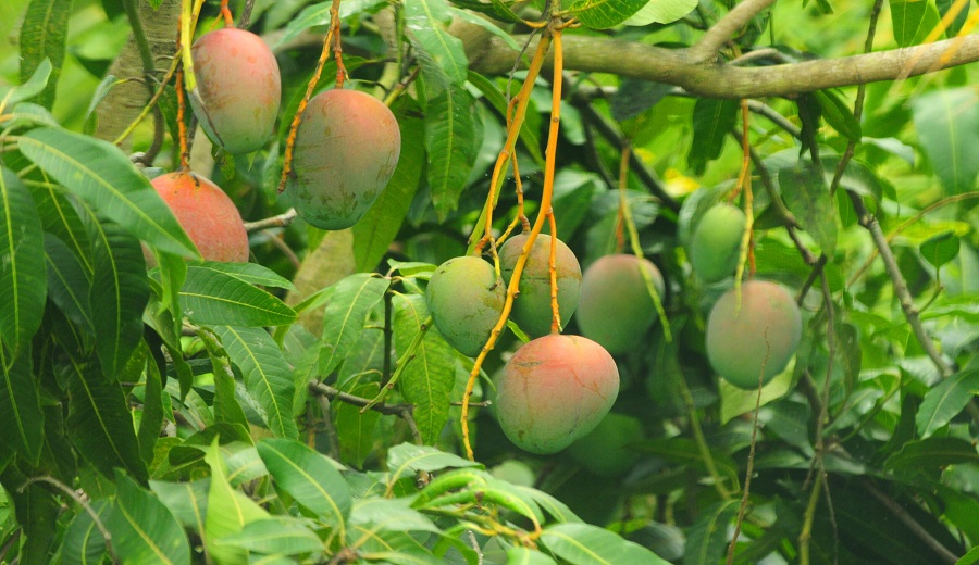 Perú y Chile en disputa por mosca de la fruta Senasa rechaza acusaciones