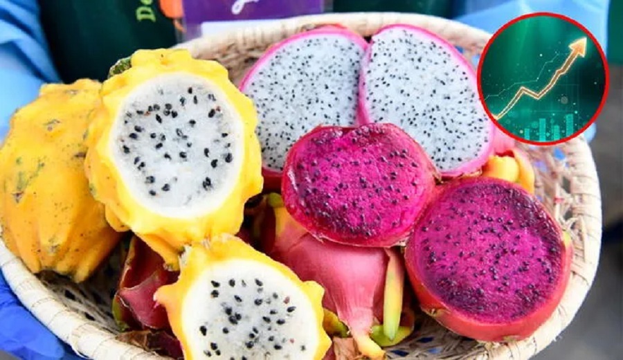Pitahaya peruana conquista mercados exportaciones en 2025 se disparan más de 100 veces frente a 2022