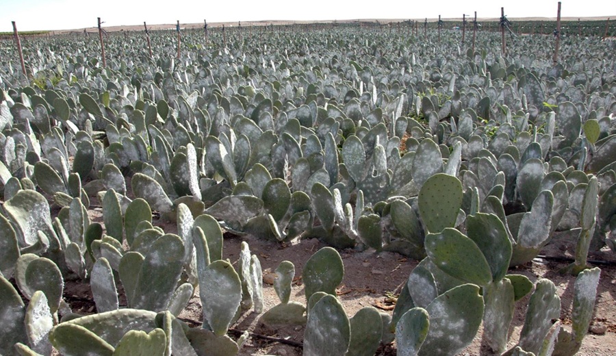 ADEX alerta inseguridad amenaza exportaciones de cochinilla desde Arequipa