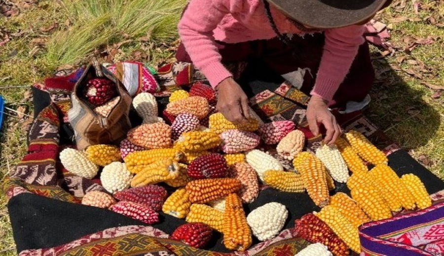 Cusco Minam reconoce prácticas ancestrales para conservar la agrobiodiversidad