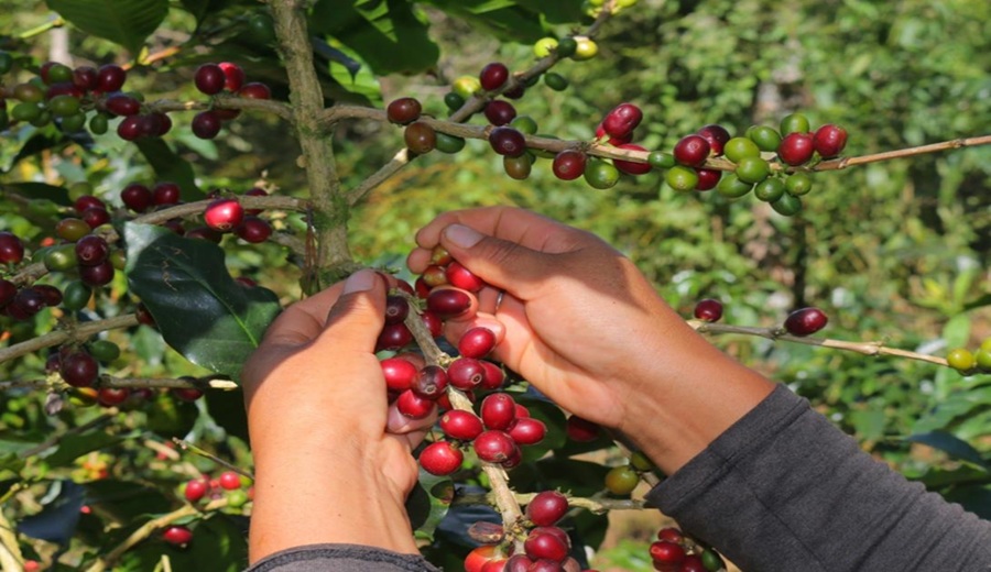 DEVIDA impulsa el café como motor de desarrollo legal y sostenible en zonas cocaleras
