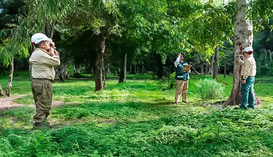 Desarrollo de Plantaciones Forestales Comerciales generará más de 5.8 millones de empleos