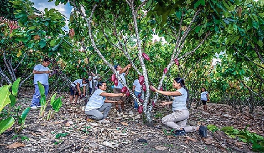 El mundo demanda más cacao del Perú