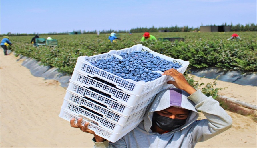 Exportaciones de La Libertad alcanzan US$ 2,640 millones en el primer semestre de 2025