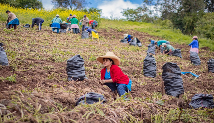GORE Piura invierte más de 14 millones para la papa en Piura