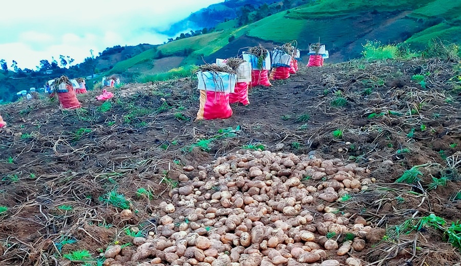 Gobierno articula acciones y logra que productores de papa firmen contrato con industria de snack por más de S 5 millones