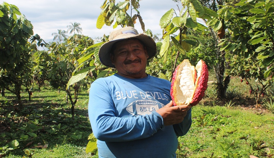 Gobierno otorgará incentivos financieros a pequeños productores cacaoteros y cafetaleros que implementen sistemas agroforestales