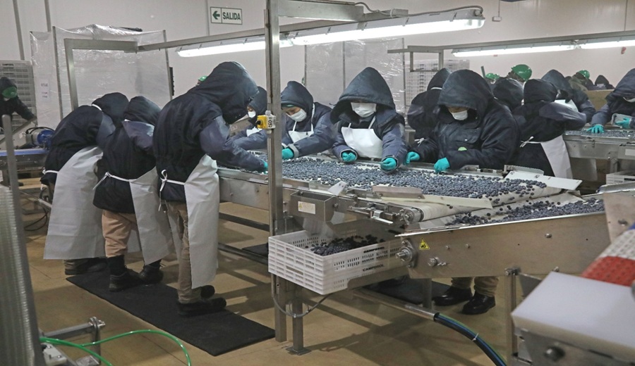 MIDAGRI Arándanos peruanos ya pueden ingresar a Indonesia