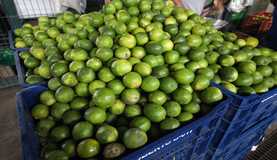 MIDAGRI Precios del limón responden a factores estacionales que son temporales