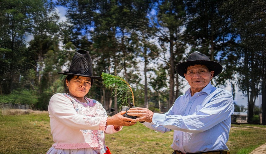 MIDAGRI SERFOR será el encargado de diseñar y supervisar la instalación de plantaciones forestales comerciales