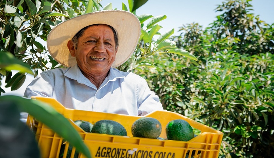 MIDAGRI declara el Día Nacional de la Palta Peruana cada tercer viernes de agosto
