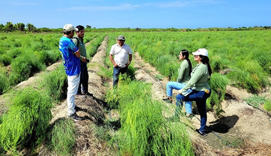 Pequeños Agricultores Incursionarán En Agroexportación