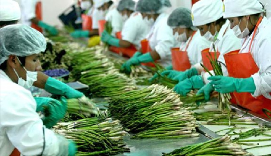 Perú impulsa agroexportaciones con nueva Ley Agraria y apertura de mercados en Asia