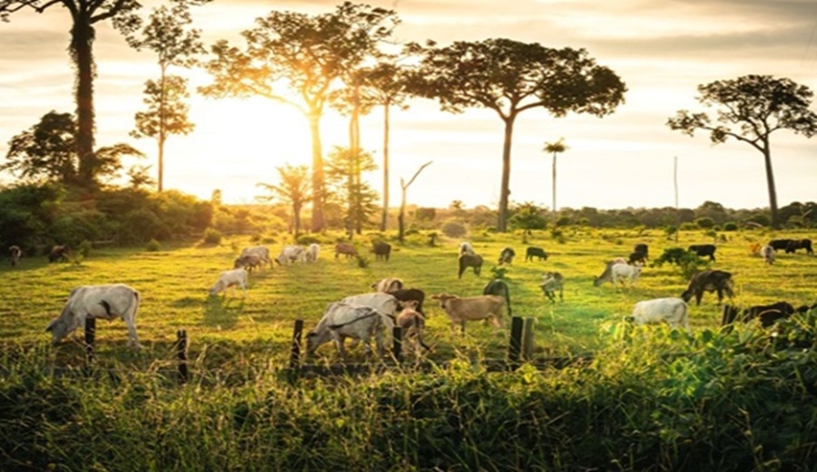 Perú impulsa ganadería regenerativa con inversión de US$14 millones contra el cambio climático