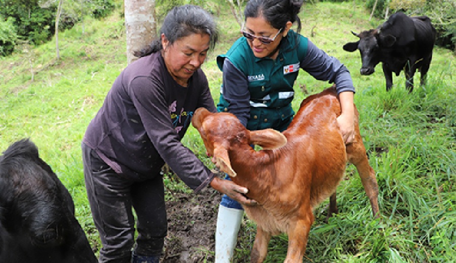SENASA protege a más de 4 millones de animales y fortalece la ganadería familiar en el Perú