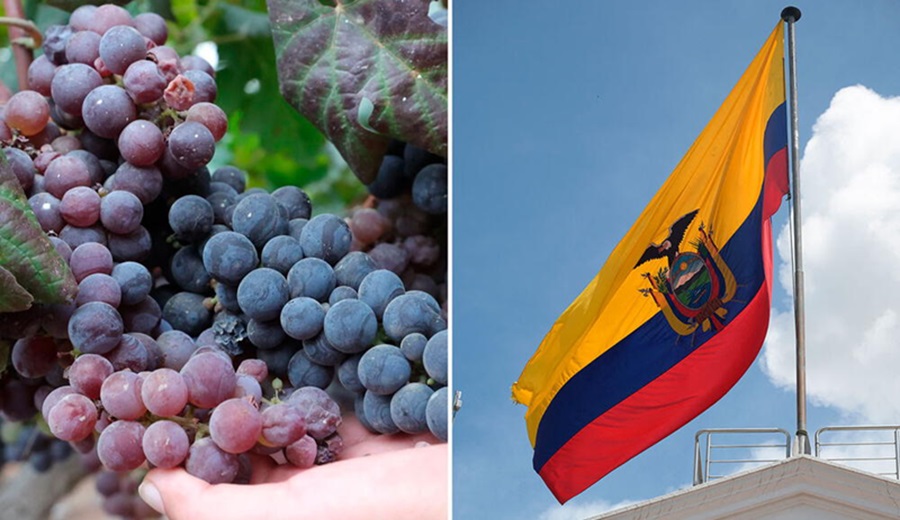 Uva peruana es suspendida de Ecuador temporalmente tras detectarse niveles de plaguicidas superiores a lo permitido