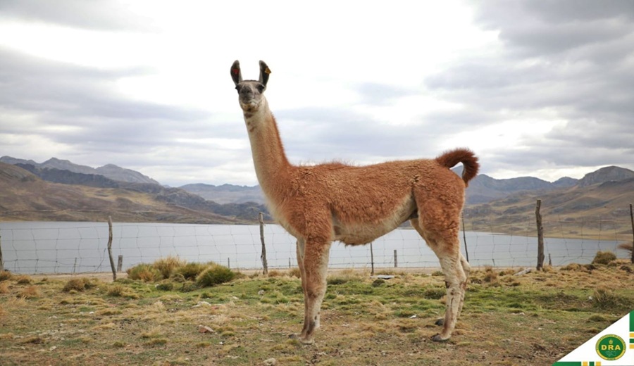 Yauli se alista para el IV Festival Nacional de la Llama en Marcapomacocha