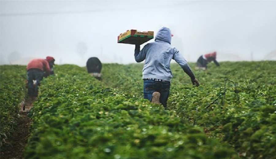 Agroindustria peruana pierde hasta 25 % de ingresos por mala gestión digitalización ofrece solución