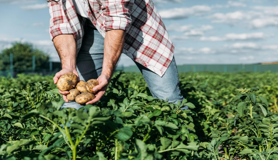 Día Mundial de la Agricultura motor económico y pilar de la seguridad alimentaria en Perú