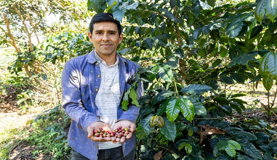 Durante el 2025, el Gobierno entregó más de S 155 millones en créditos a productores de café mediante el Fondo Agroperú del MIDAGRI