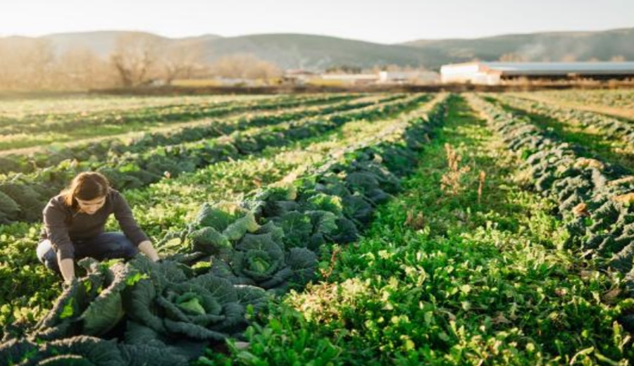 El Parlamento fija posición sobre el futuro de la política agrícola de la UE