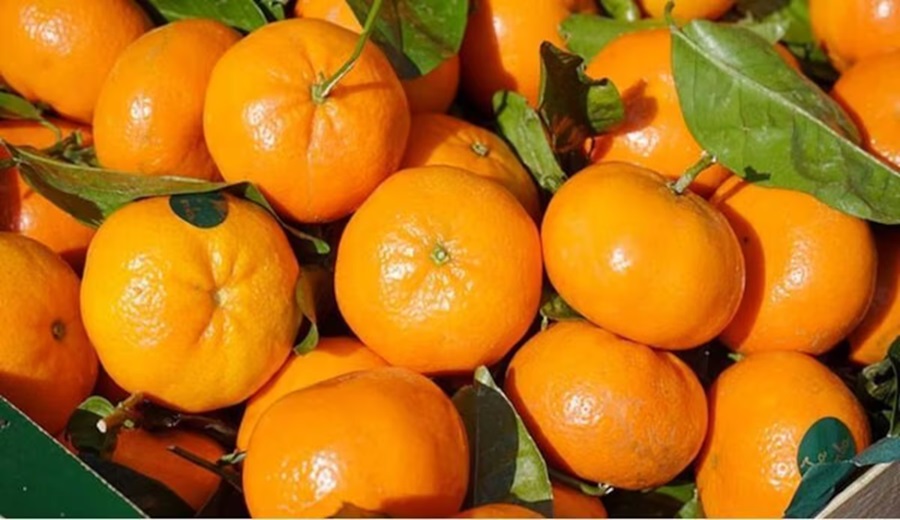 Firma israelí Mehadrin adquiere agrícola en Perú y amplía su oferta global de frutas