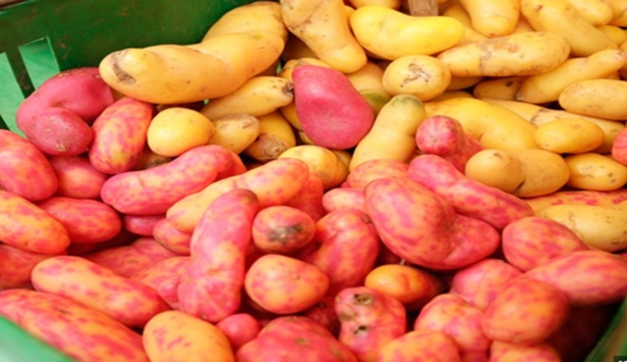 Hoy en los mercados mayoristas hay ofertas de vainita, frijol, olluco, naranja, granadilla, tuna y otros