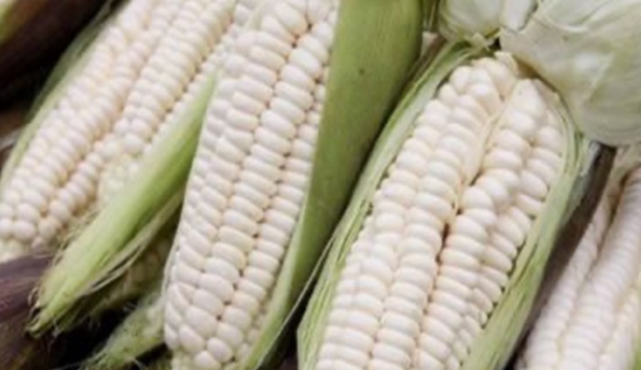 Hoy en los mercados mayoristas hay ofertas, papa, vainita, choclo, piña, palta, plátano y otros