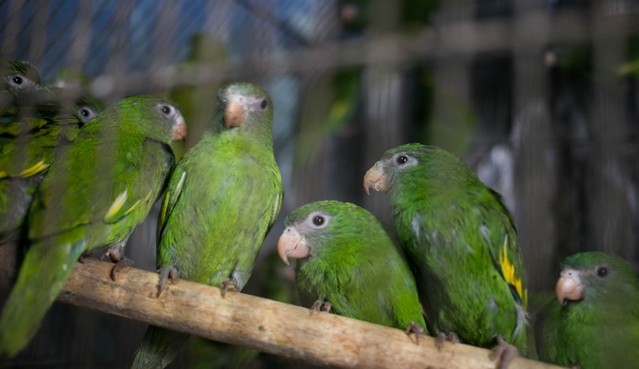 MIDAGRI SERFOR rescata más de 800 especímenes de tortugas, iguanas verdes, loros y primates en Lima