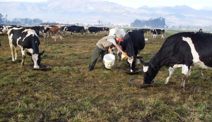 Ministerio de Desarrollo Agrario aprueba lineamientos para mejorar la ganadería vacuna